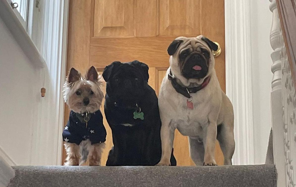 Three dogs at the top of the stairs